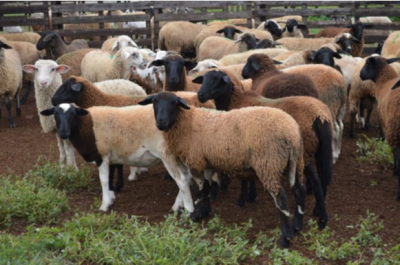 Imagem da notícia Iagro define novas regras para trânsito de ovinos e caprinos em MS